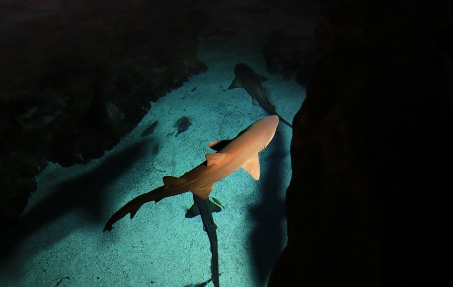 这里有虎鲸的表演  p1 v5 y, r: l# a/ m